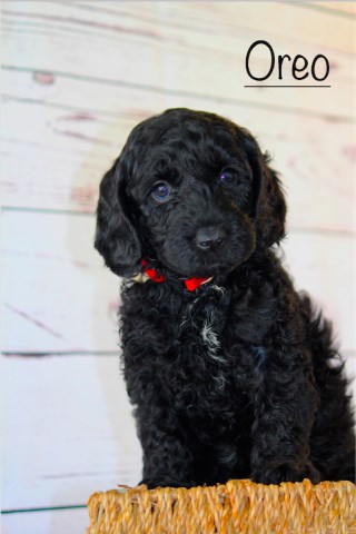 Labradoodle puppy for sale + 52841