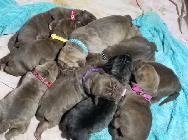 Cane Corso puppy for sale + 54370