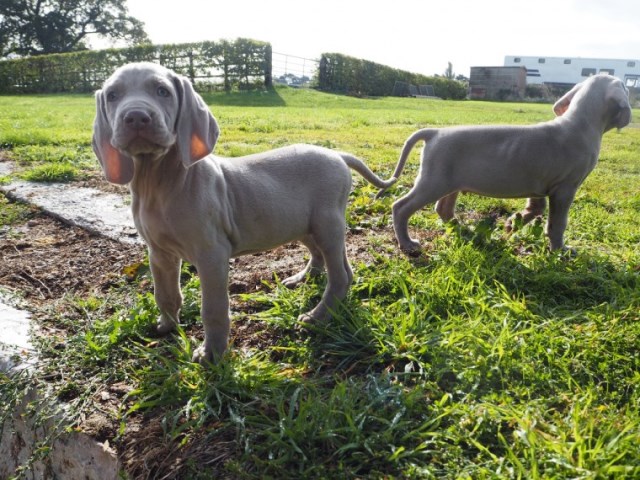 Silver Weimaraner Puppies - For Sale