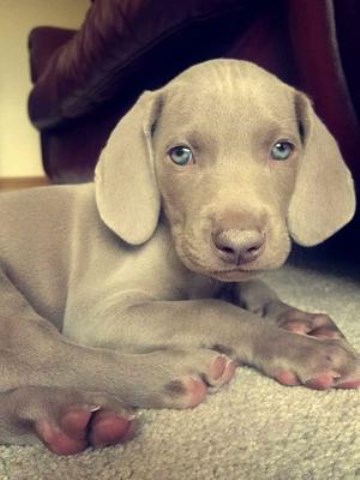 Weimaraner Puppies Both Males And Females