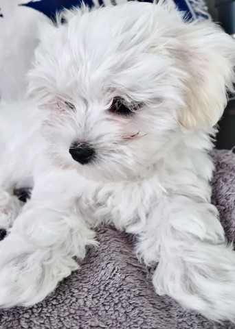Maltese Puppy For Sale - "Rosie"