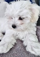 Maltese Puppy For Sale - "Rosie" Maltese for sale/adoption