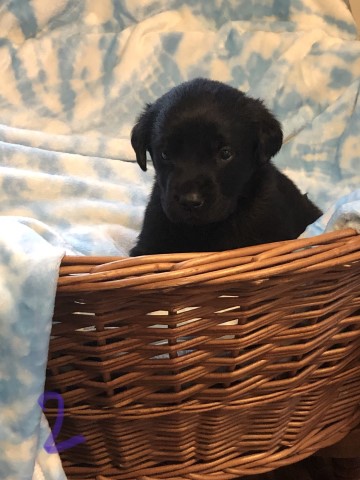 Labrador Retriever puppy for sale + 64432