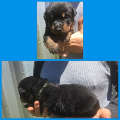 Rottweiler puppy for sale + 52678