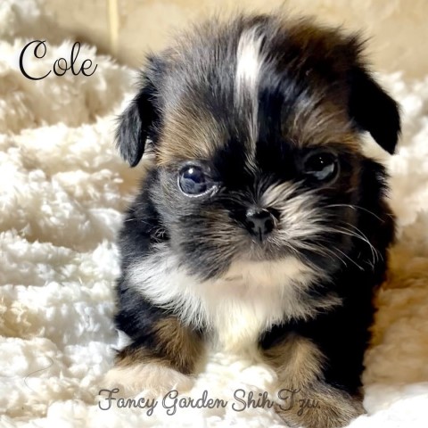 Shih Tzu puppy for sale + 64664