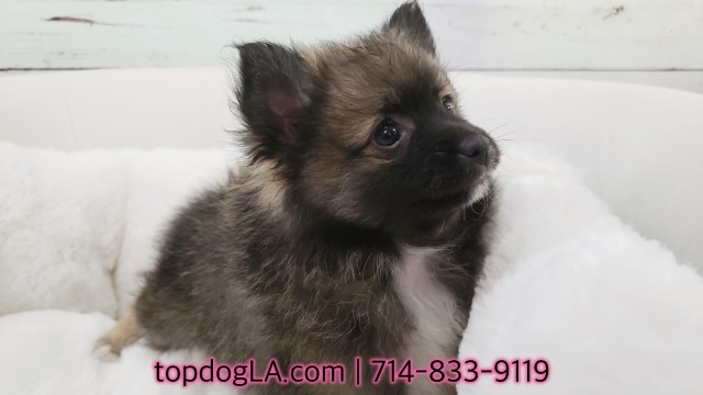 Pomeranian Puppy - Female - Holly ($1,499)