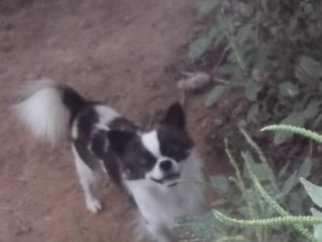 Full AKC Adult Male Long Coat Chihuahua