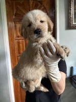 Golden retriever puppy for adoption near me Golden Retriever for sale/adoption