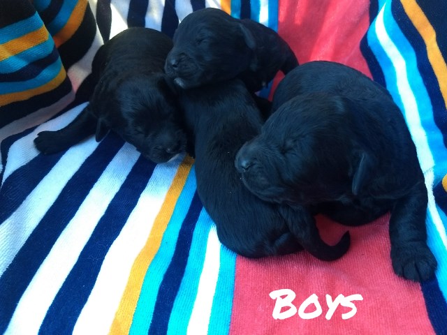 Black golden doodle puppies