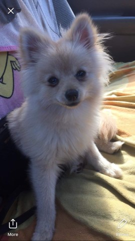 Pomchi puppy for sale