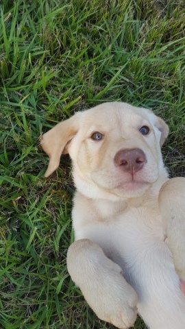 Labrador Retriever puppy for sale + 54644