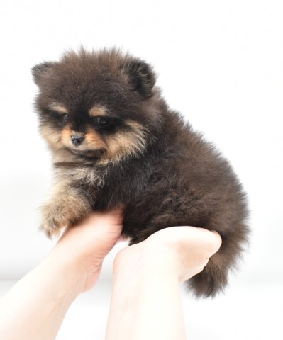 Pomeranian puppy for sale + 63370