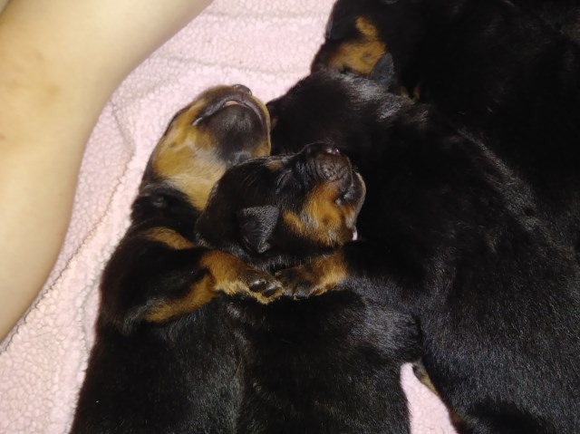 Gorgeous Akc Registered Rottweiler Puppies