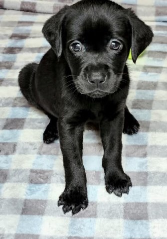 Labrador Retriever puppy for sale + 63989
