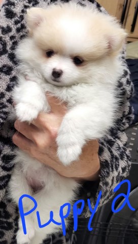 Pomeranian female puppies