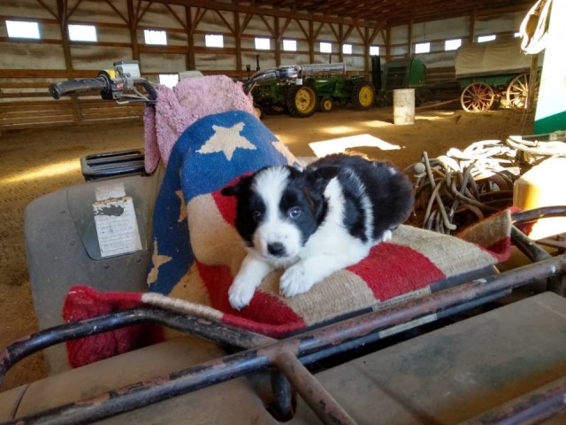 Border Collie puppy for sale + 61146