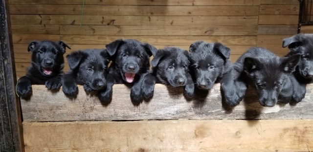 Black German Shepherd Puppies