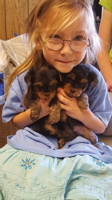 Yorkshire Terrier puppy for sale + 50112