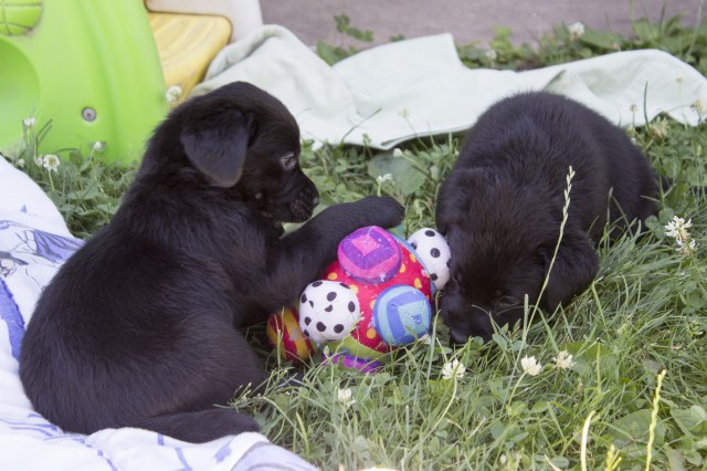 Black AKC English Labrador retriever puppies Ready in August