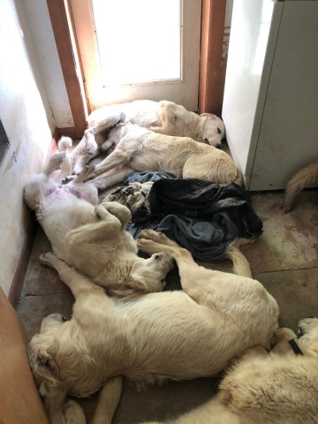 Great Pyrenees puppy for sale + 63751