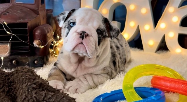English Bulldog, F, Black Merle, Genetic CLEAR