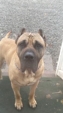 Perro De Presa Canario puppy for sale + 64498