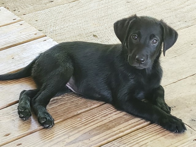 Labrador Retriever puppy for sale + 61857