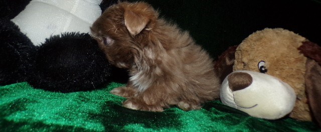 Shih Tzu puppy for sale + 66648