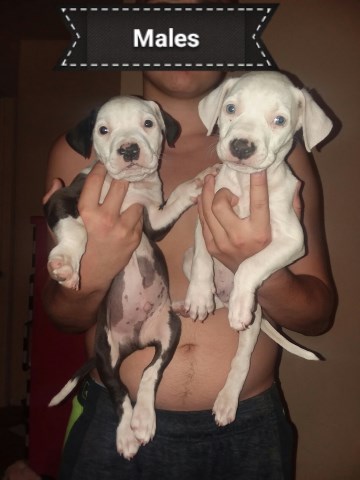 American/Blue Pitbull puppies