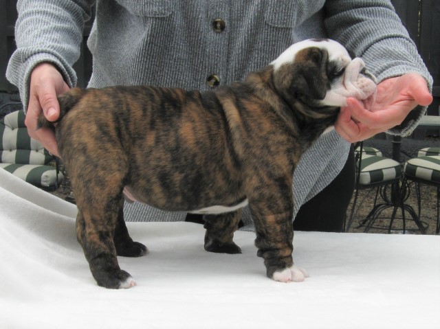 Male English Bulldog Brindle - Ready Now!