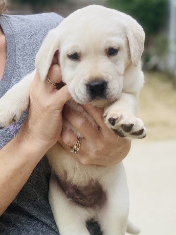 Labrador Retriever puppy for sale + 64812