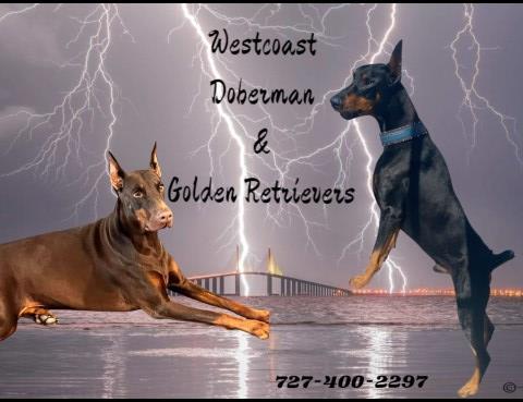 Doberman Pinscher puppy for sale + 66514