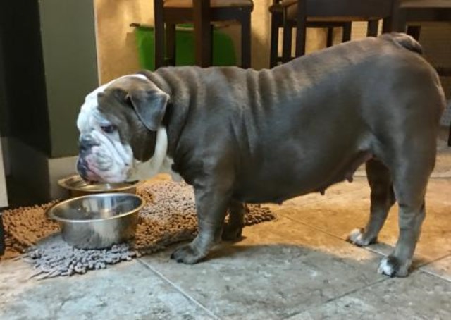 English Bulldog puppy for sale + 60860