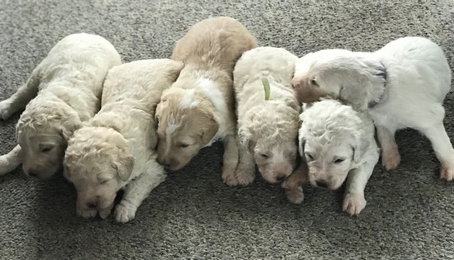 Great Pyrenees puppy for sale + 56155