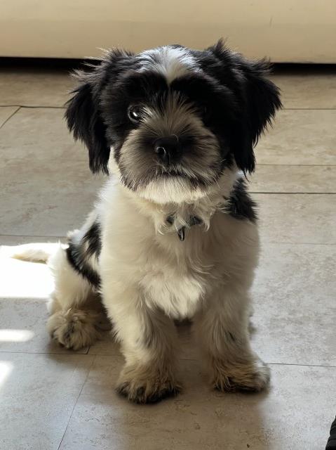 Meet Max Shitzu Mix