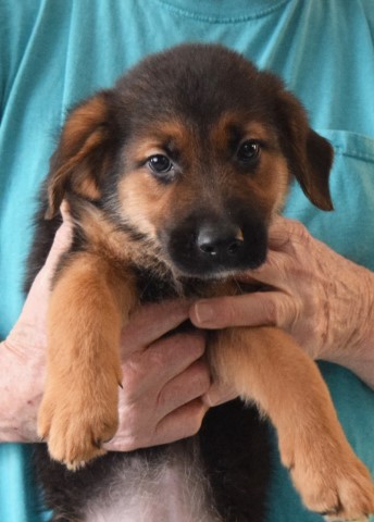 German Shepherd Dog puppy for sale + 64365