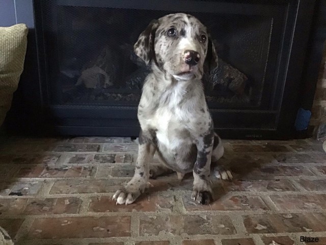 Border Collie puppy for sale + 61266