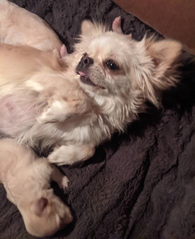 Chihuahua puppy for sale + 67099