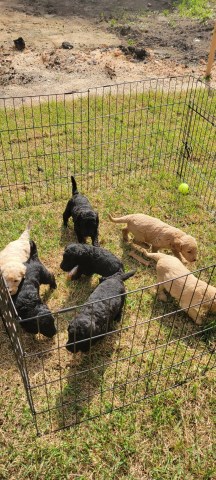 Goldendoodle puppy for sale + 66572