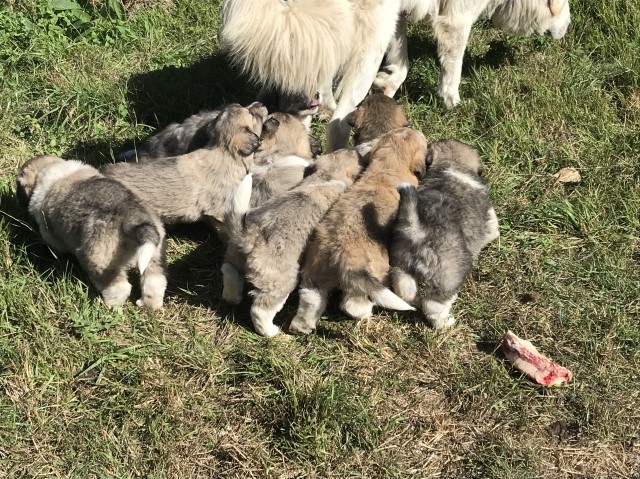 Great Pyrenees puppy for sale + 64078