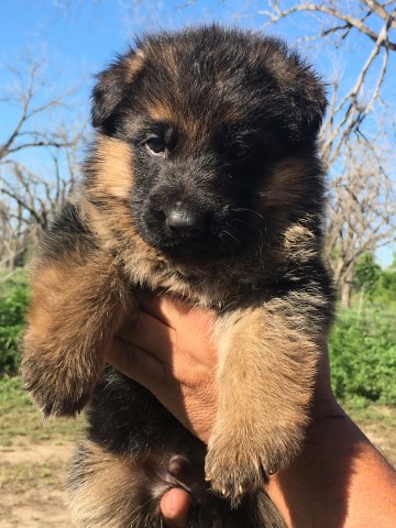 German Shepherd Puppies AKC  Quality Red and Black.  Stright back ,DM negitive.