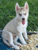 AKC Siberian Husky Champion  lines (GREED EYES) Siberian Husky for sale/adoption