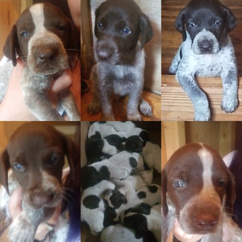 German Shorthaired Pointer Puppy Dog For Sale In Aston Pennsylvania
