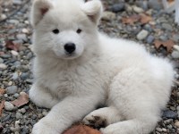 Samoyed thumbnail