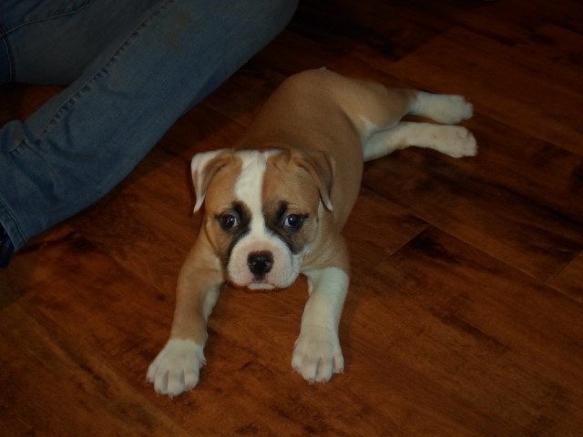 American Bulldog puppy for sale + 60331