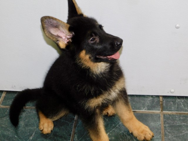 German Shepherd Dog puppy for sale + 63975