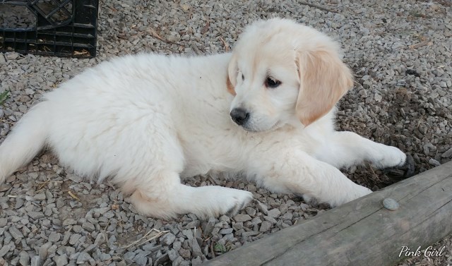 Golden Retriever puppy for sale + 52848