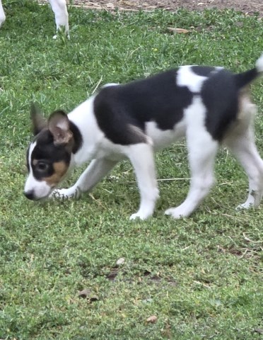 Rat Terrier puppy for sale + 67207