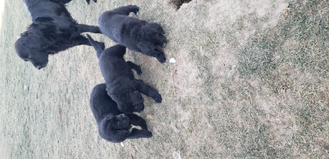 Newfoundland Puppies