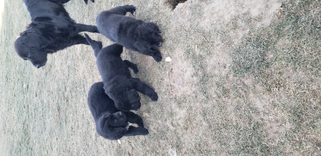 Newfoundland Puppies